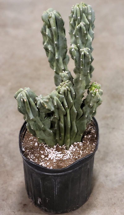 10" Cactus Cereus Monstrosus
